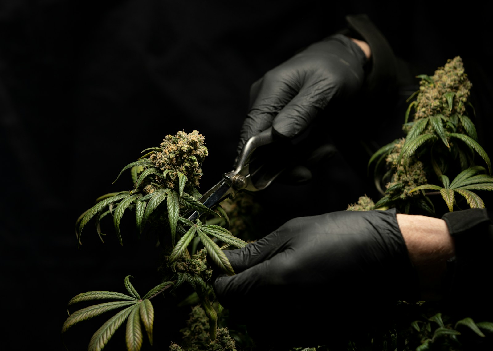 Grundlagen des Cannabisanbaus: Welche Sorten eignen sich für den Eigenanbau? Wie pflege ich meine Pflanzen richtig?